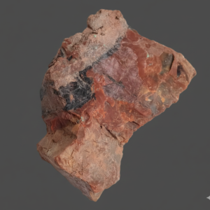 Petrified wood raw specimen